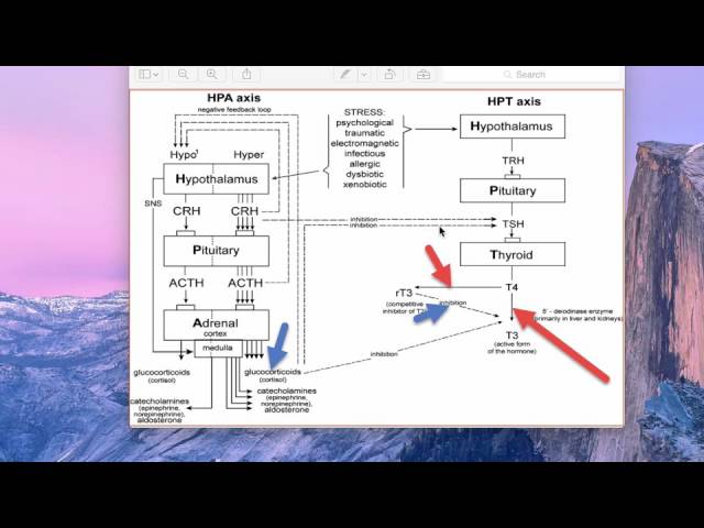 You are currently viewing How your adrenal hormones affect thyroid and sex hormones