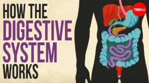 Digestive System And Asnas Video – 1