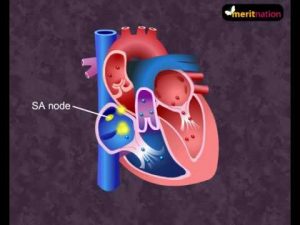 Read more about the article How your heart works – Cardiac Cycle