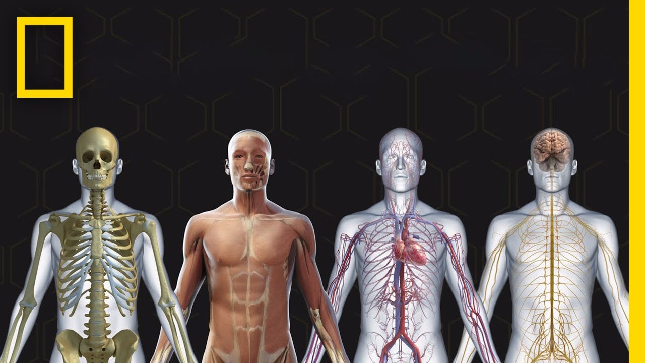 You are currently viewing The Human Body Video – 2