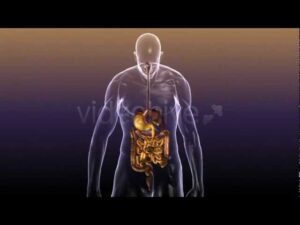 Read more about the article Human Body Anatomy: Digestive System and internal organs