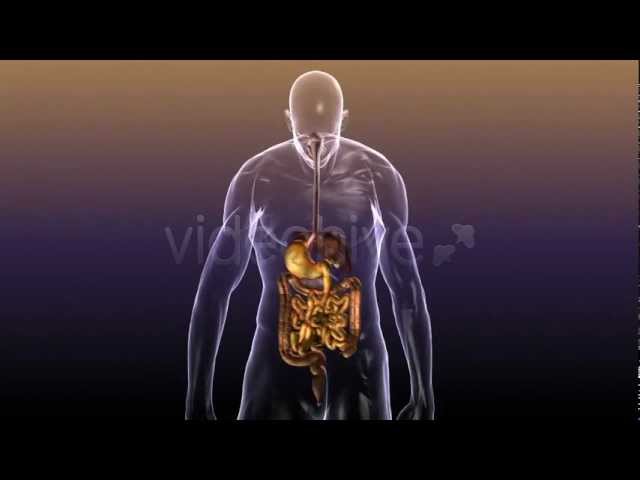 You are currently viewing Human Body Anatomy: Digestive System and internal organs