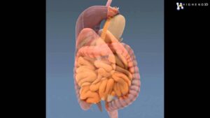 Read more about the article Human Body Internal Organs – Anatomy 3D Model From CreativeCrash.com