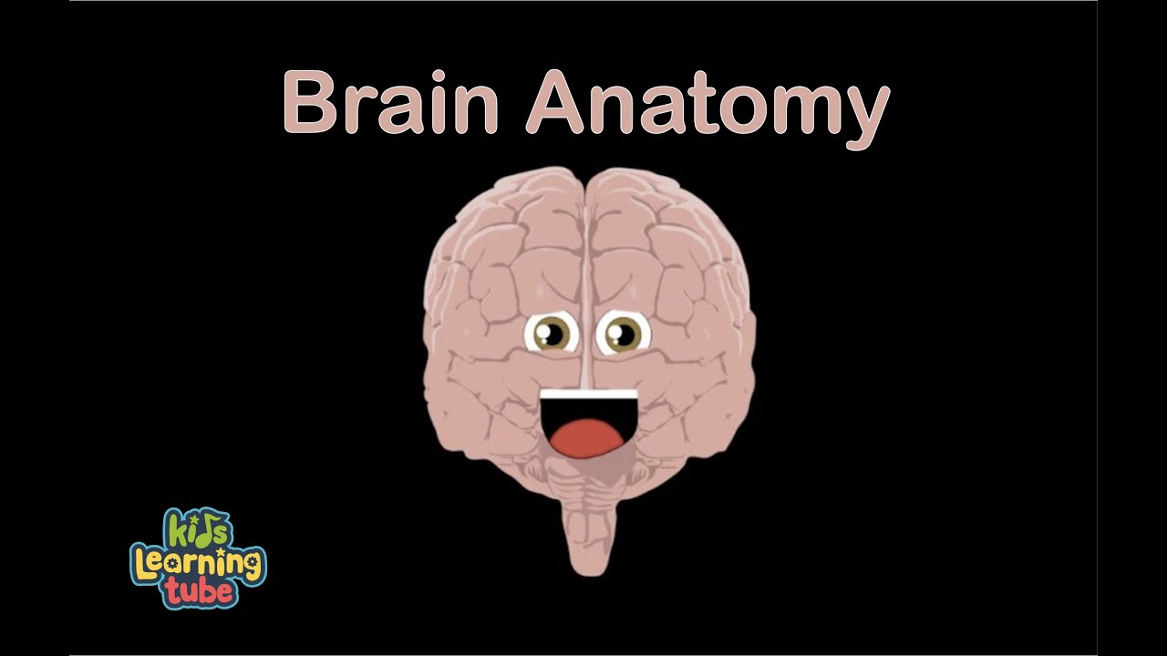 You are currently viewing Human Body for Kids/Brain Song/Human Body Systems