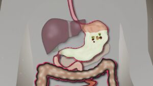 Read more about the article Human Digestive system explained