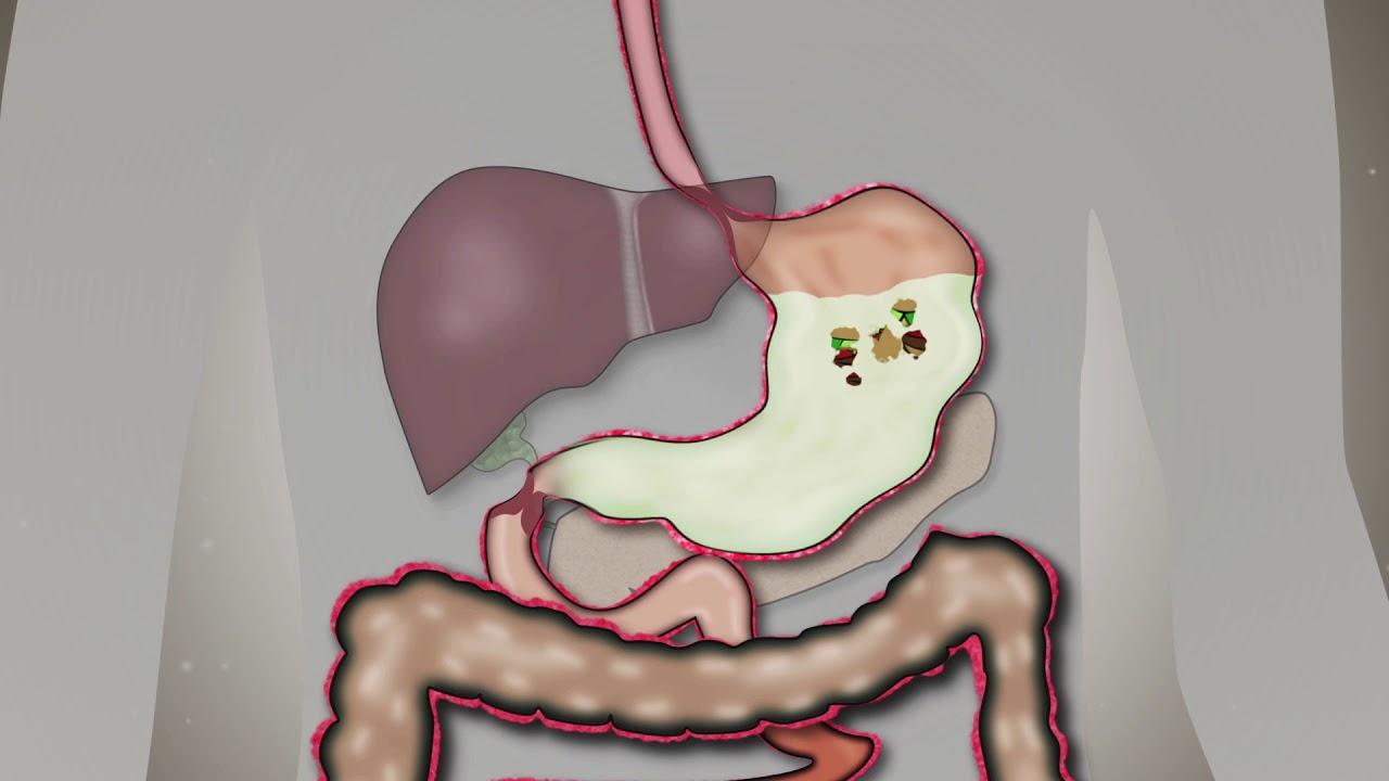 You are currently viewing Human Digestive system explained