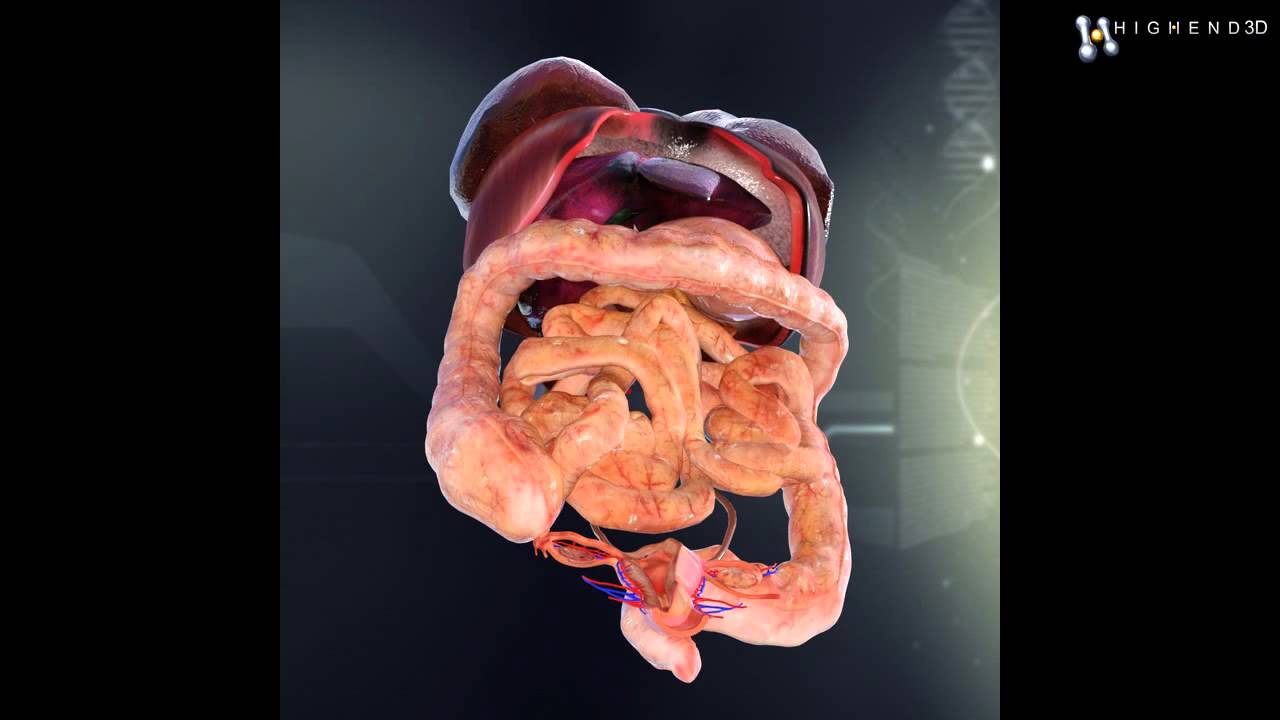You are currently viewing Human Female Internal Organs Anatomy 3D Model From CreativeCrash.com