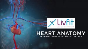 Read more about the article Human Heart Anatomy I 3D Animation by Magic Spangle Studios