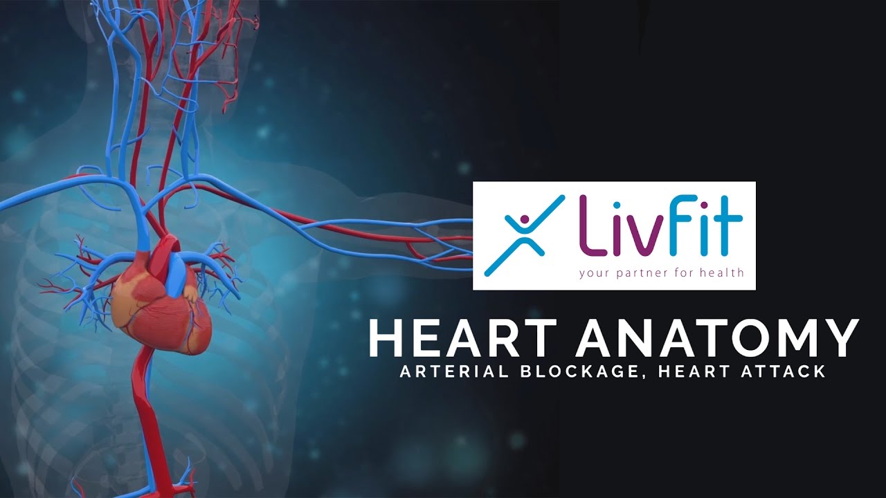 You are currently viewing Human Heart Anatomy I 3D Animation by Magic Spangle Studios