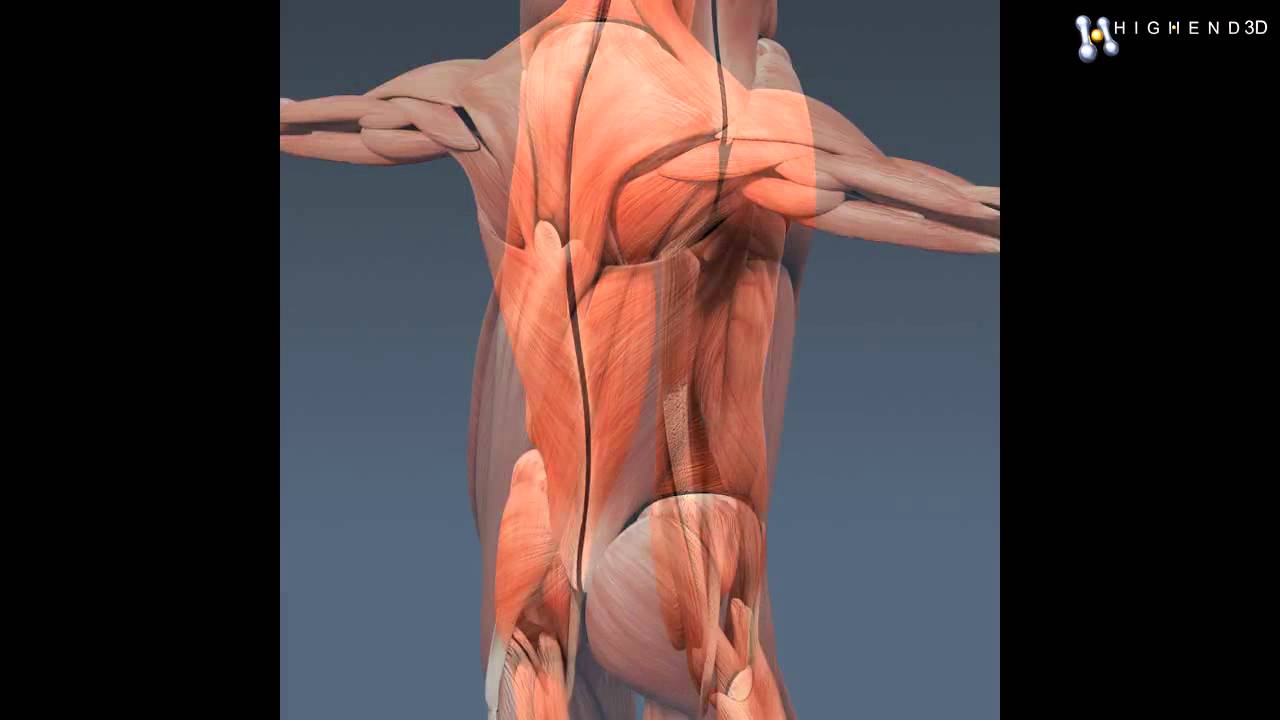 You are currently viewing Human Male and Female Complete Anatomy – Body, Muscles, Skeleton, Internal Organs and Lymphatic 3D M