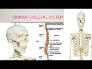 Skeletal System And Asanas Video – 5