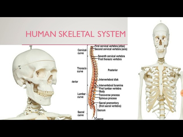 You are currently viewing Skeletal System And Asanas Video – 5