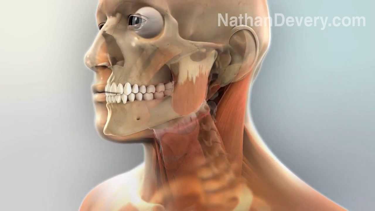 You are currently viewing Human anatomy 3d animation