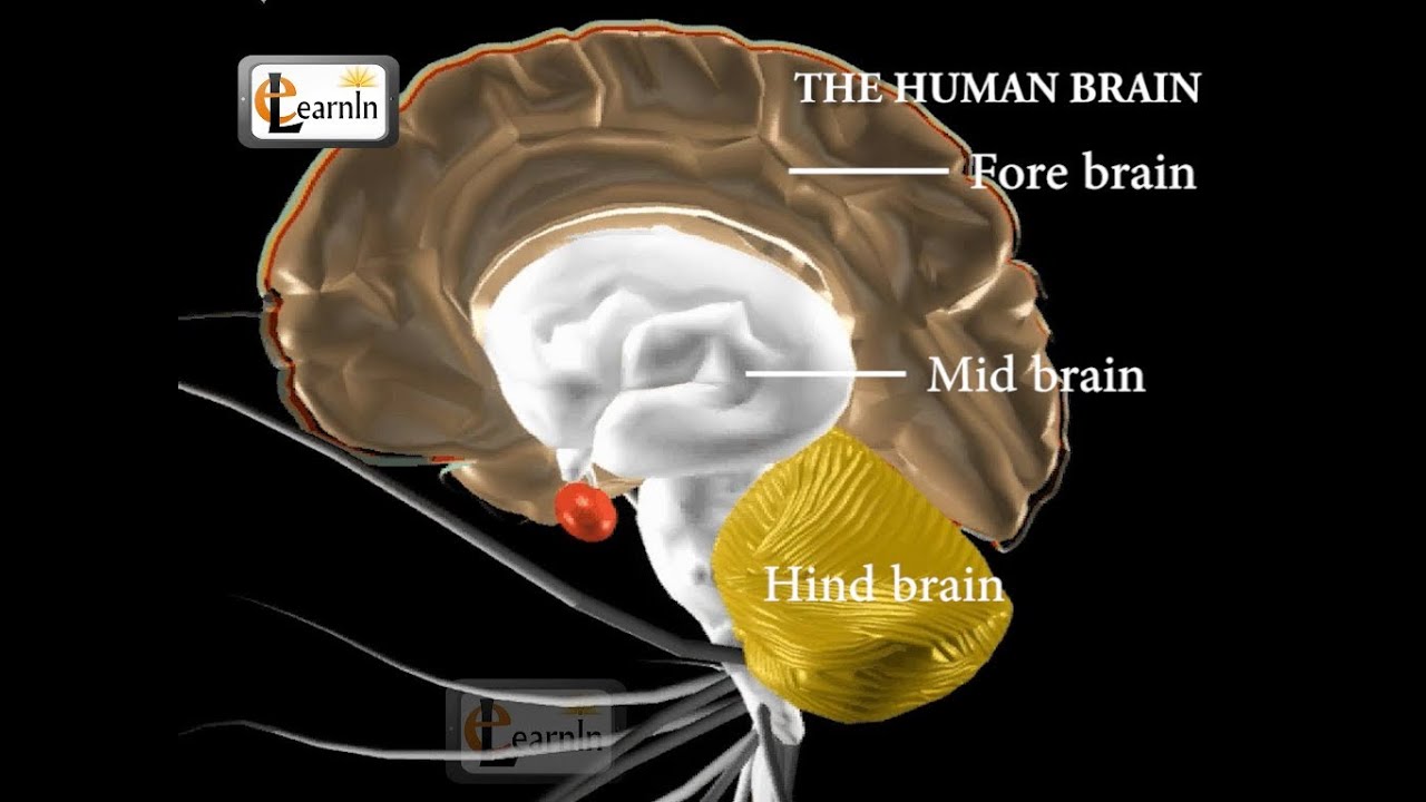 You are currently viewing Human brain and its parts – Biology