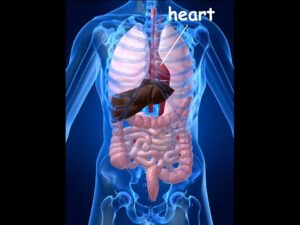 Read more about the article INTERNAL ORGANS