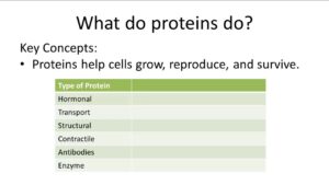 Important Protein Functions