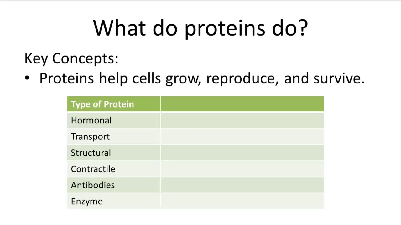You are currently viewing Important Protein Functions