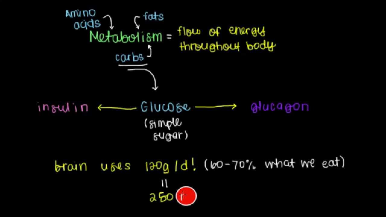 You are currently viewing Insulin and Glucagon