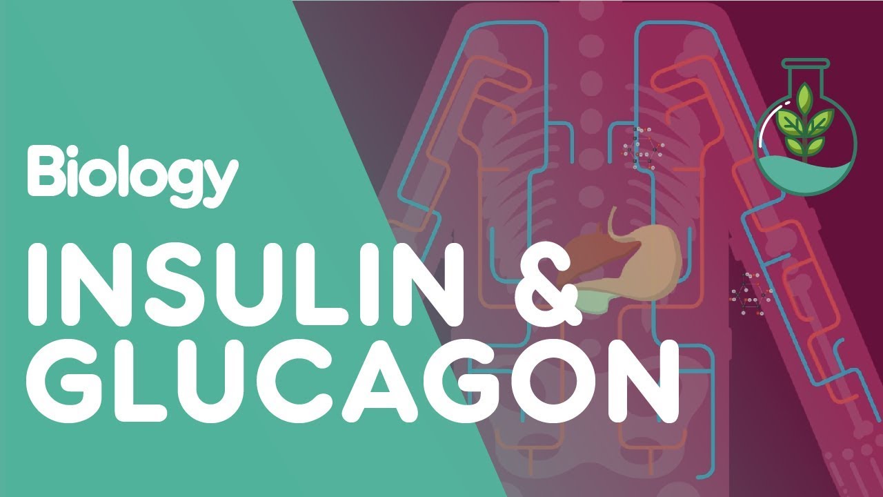 You are currently viewing Insulin and Glucagon | Physiology | Biology | FuseSchool