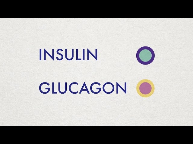 You are currently viewing Insulin and Glucagon – Simple Animation