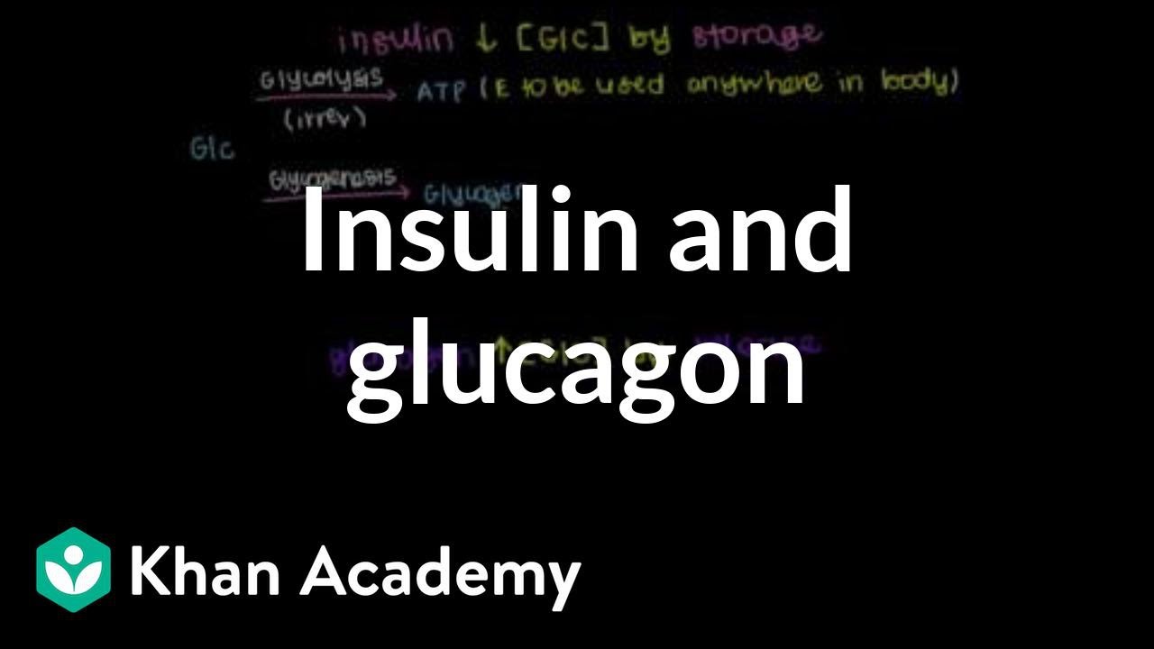 You are currently viewing Insulin and glucagon | Chemical Processes | MCAT | Khan Academy