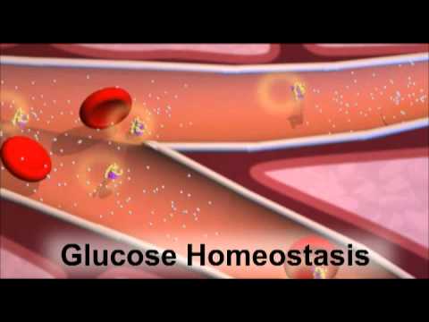 You are currently viewing Insulin and the Regulation of Glucose in the Blood