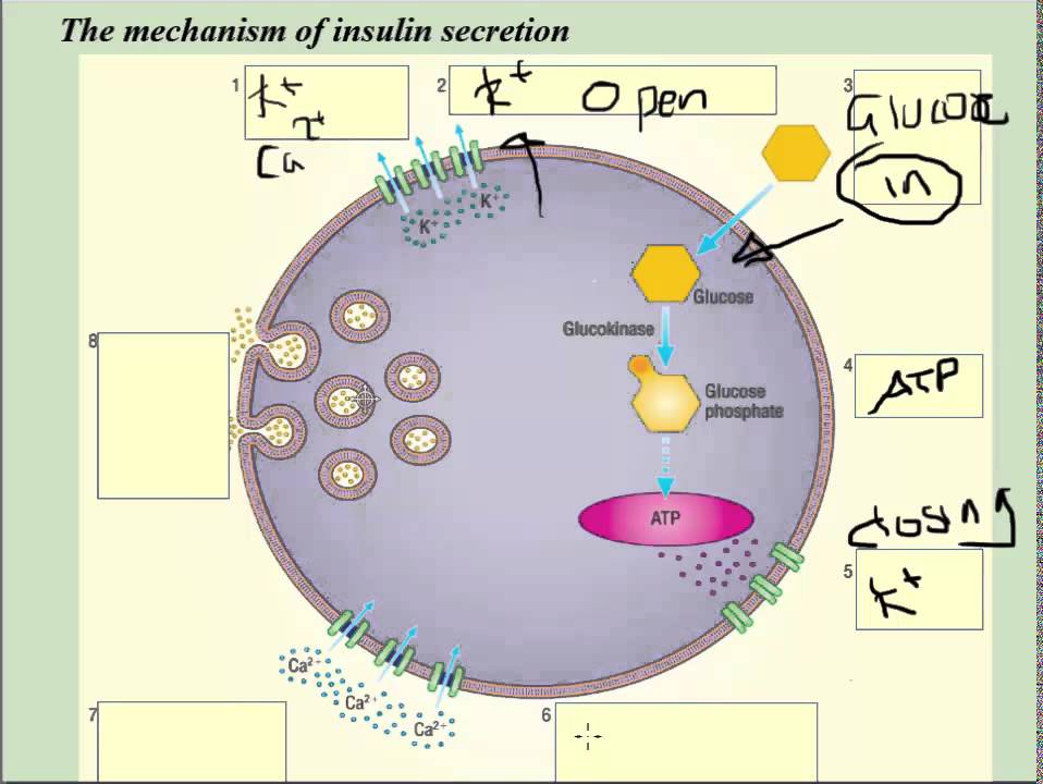 You are currently viewing Insulin secretion at cellular level (beta cells) – A2 Science