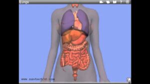 Read more about the article Interactive 3D Internal Organs