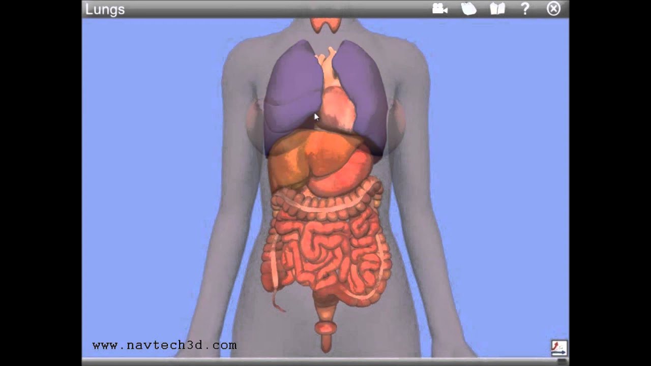 You are currently viewing Interactive 3D Internal Organs