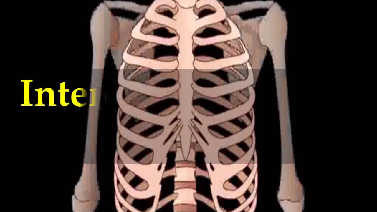 You are currently viewing Interesting Skeletal System Facts