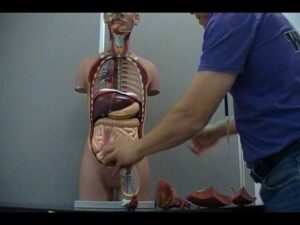 Internal organs of human body model