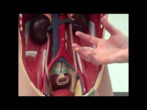 Intro Anatomy 4 -Abdominal Cavity 2