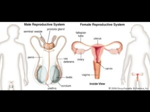 Read more about the article Intro. To The Reproductive System