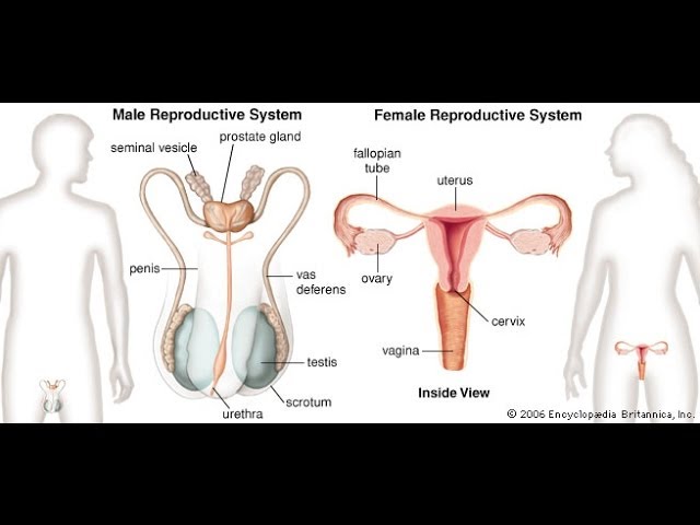You are currently viewing Intro. To The Reproductive System
