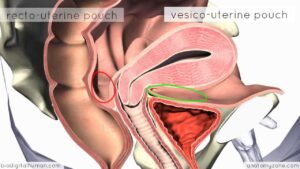 Read more about the article Introduction to Female Reproductive Anatomy – 3D Anatomy Tutorial