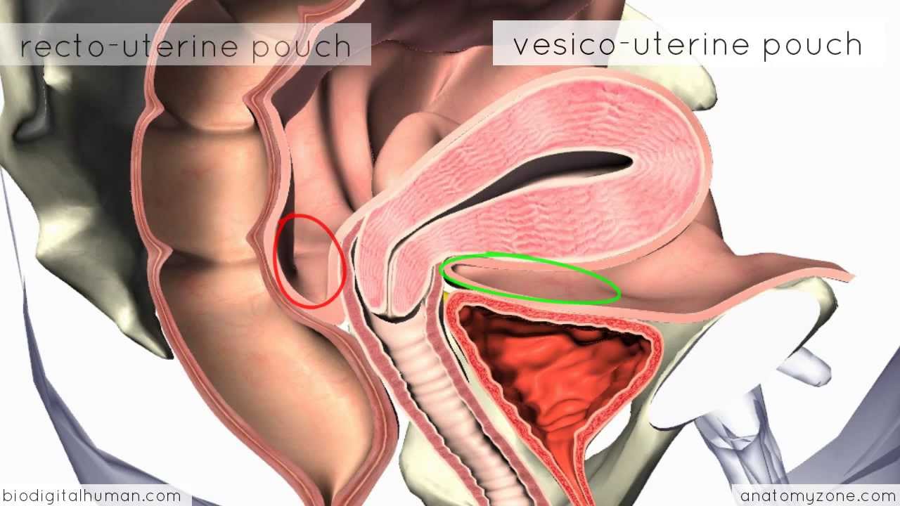 You are currently viewing Introduction to Female Reproductive Anatomy – 3D Anatomy Tutorial