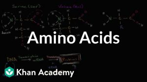 Read more about the article Introduction to amino acids | Macromolecules | Biology | Khan Academy