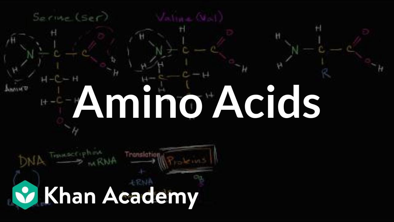 You are currently viewing Introduction to amino acids | Macromolecules | Biology | Khan Academy