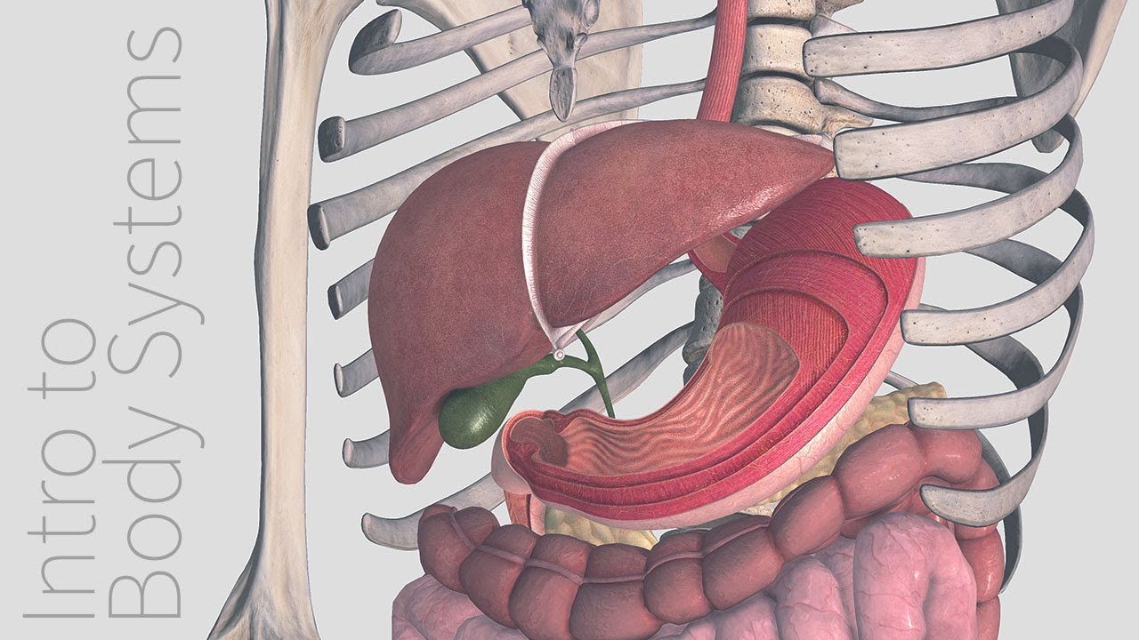 You are currently viewing Introduction to the Digestive System –  Animated Tutorial | Complete Anatomy
