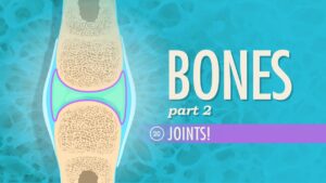 Read more about the article Joints: Crash Course A&P #20