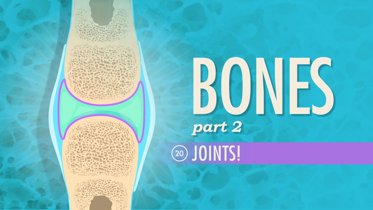 You are currently viewing Joints: Crash Course A&P #20