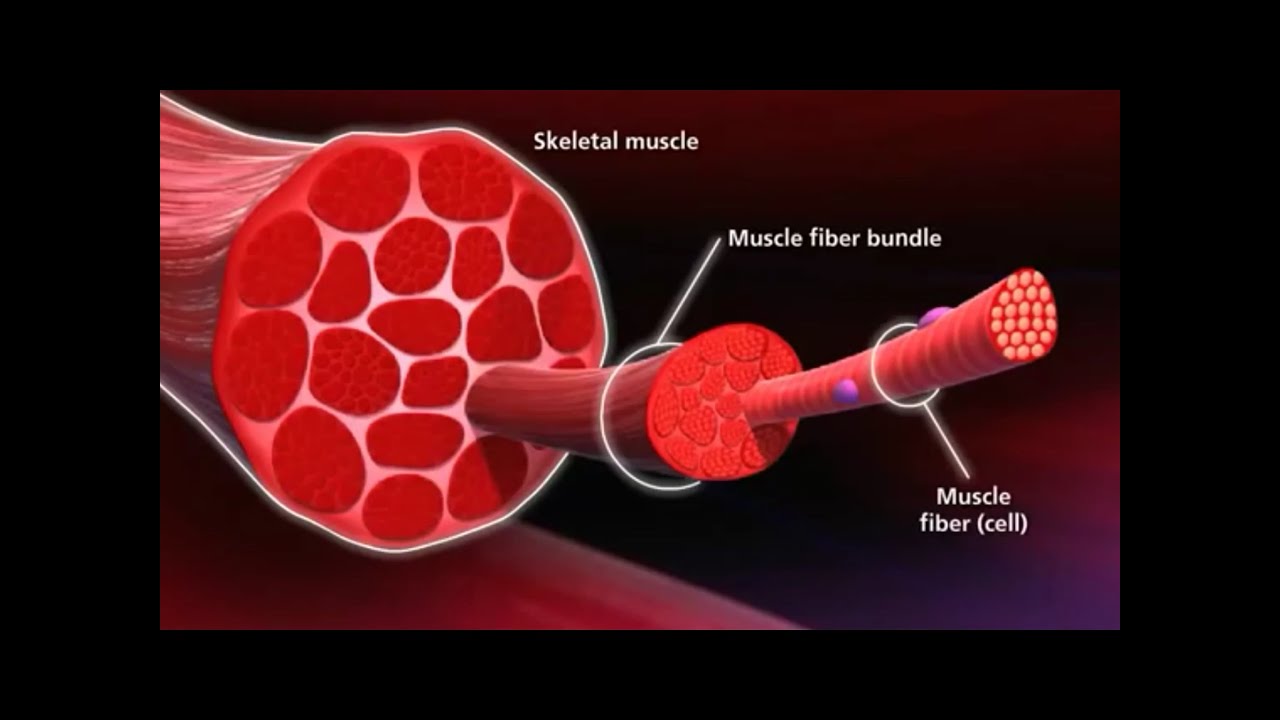 You are currently viewing Know Your Muscle, Grow Your Muscle – GeorgeHealth.com