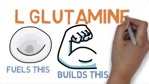 Read more about the article L GLUTAMINE : WHAT DOES GLUTAMINE DO