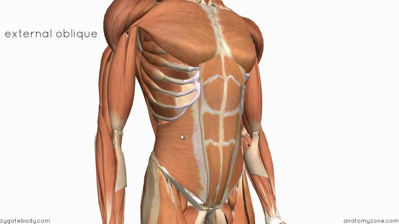 You are currently viewing Layers of the Abdominal Wall