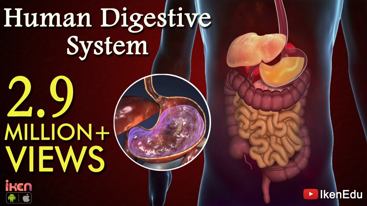 You are currently viewing Learn About Human Digestive System | Animation- Part 1| iKen | iKen Edu | iKen App