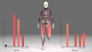 Read more about the article Leg Muscles During Walking