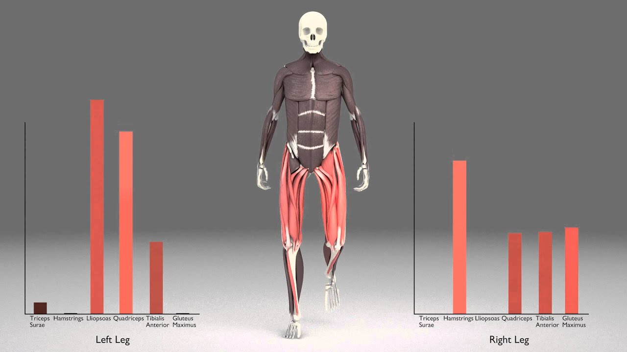 You are currently viewing Leg Muscles During Walking