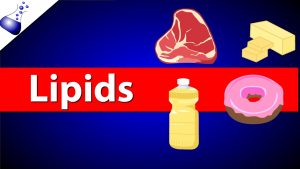 Read more about the article Lipids
