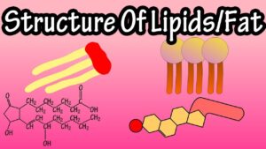 Lipids & Fats Video – 1