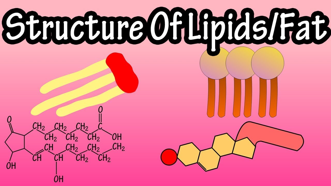 You are currently viewing Lipids & Fats Video – 1